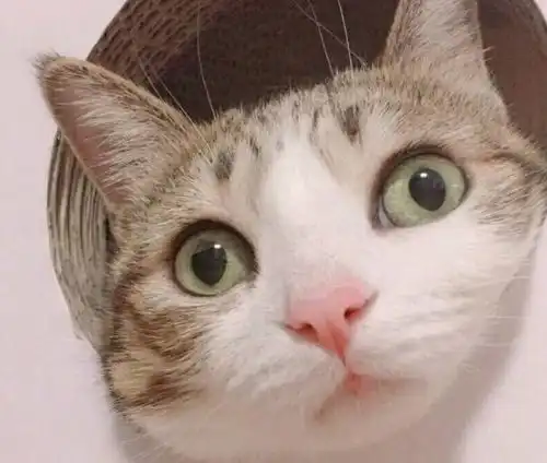 猫咪总喜欢把菊花对着你,你想过戳一下吗