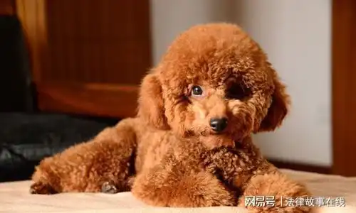  盘点体味最轻的5大狗狗,谁养谁清闲