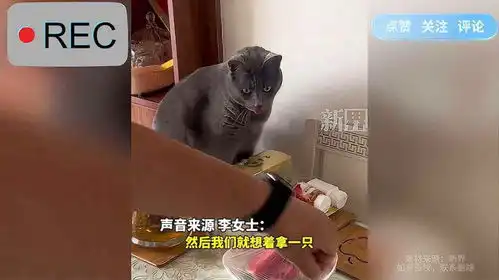  主人偶然拿活虾逗猫咪,猫咪瞬间被吓出表情包
