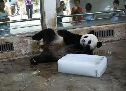  熊猫受不了酷暑,死死抱着冰块不撒手,游客看了笑掉了大牙