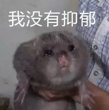 下水道的老鼠表情包