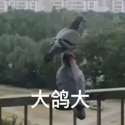  鸽表情包先鸽为敬