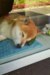  它看得了店,卖得了萌,还时常出现在表情包里