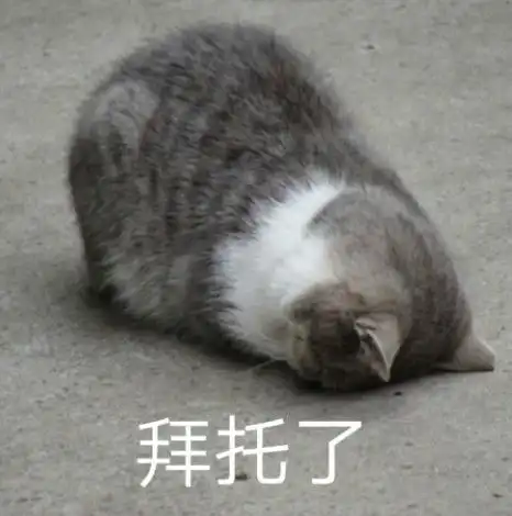  我有猫了