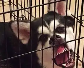  从正常汪和智障汪只差一个笼子的距离