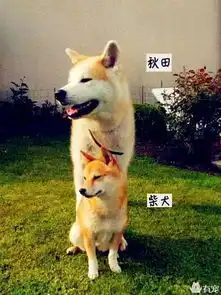  难道,他们想用秋田改变世界