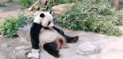  大熊猫发起怒来,有多可怕动物园里有什么动物能够制服它