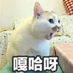  常常用的喵咪表情包,你认识几个狐狸