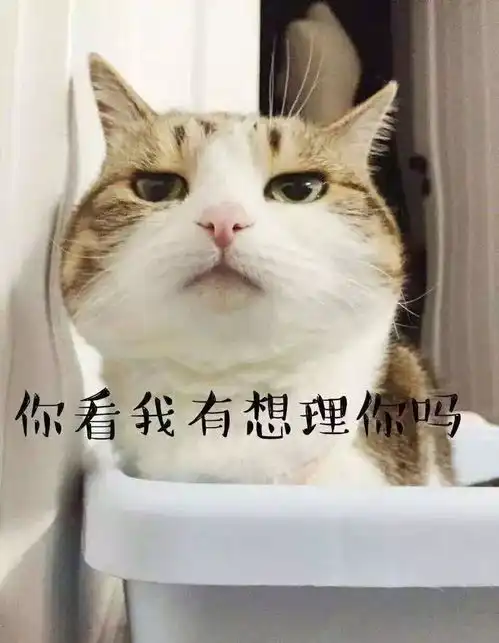  为什么喵都叫不来