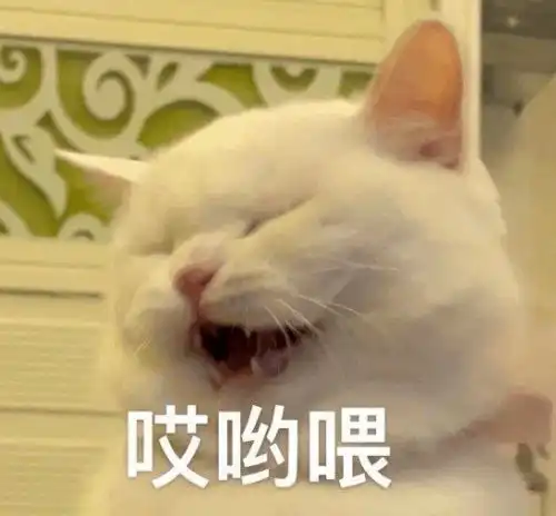  这些猫你可千万别惹,最后哭的一定是你