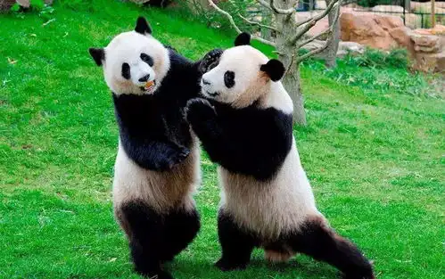 熊猫狗图片表情包奇能