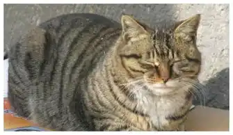  小伙把假蛇放在猫身上,当猫看到假蛇后,立马吓出了表情包