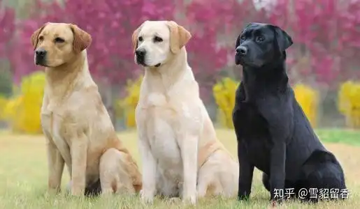  上班族养金毛好还是拉布拉多好