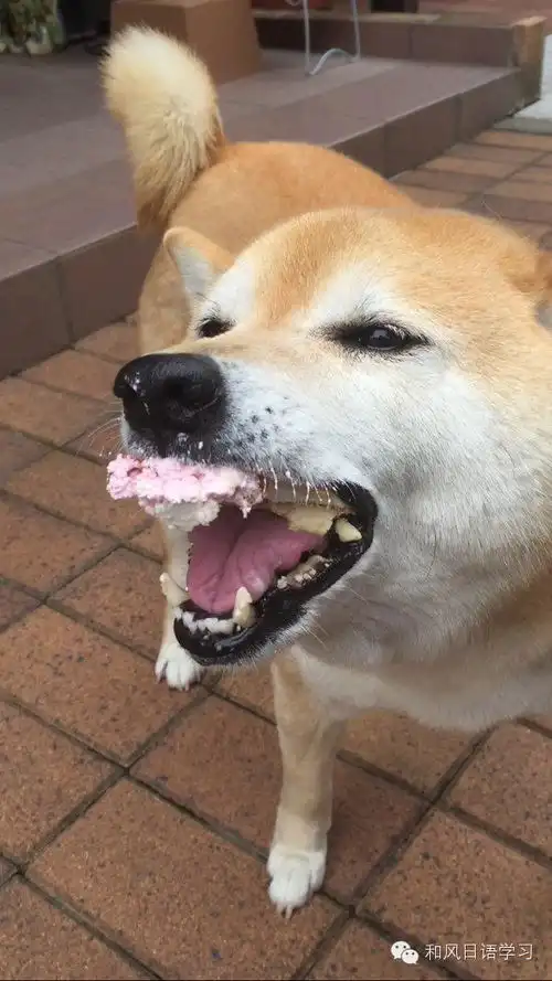  狗和蛋糕对比表情包今日头条