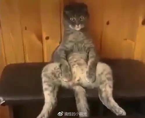  福懋动物医院变成公公的猫咪,一副高傲的表情,以后叫我九千岁