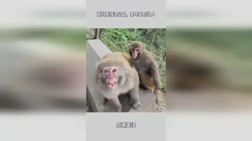  猴妈表情这么凶,是不是在骂人