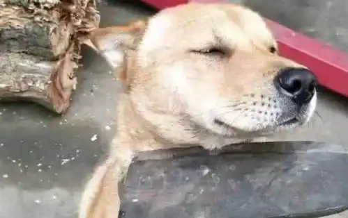  主人拿刀,架在小土狗的脖子上,狗狗的反应让主人笑喷