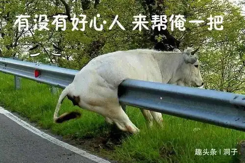  搞笑动态趣图gif表情告诉我他很满足