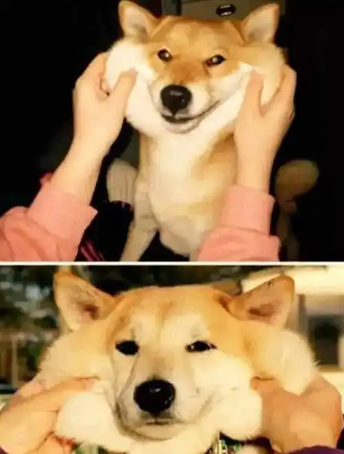 柴犬狗表情