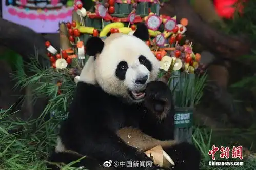  全球唯一大熊猫三胞胎6岁了