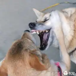  这对狗兄弟虽然感情好,但是画面不忍直视