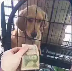  表情包丨那你很gaygay哦