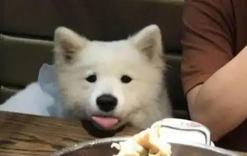  桌上有美食铲屎官却不给吃,萨摩耶满脸委屈尝两口又不会胖