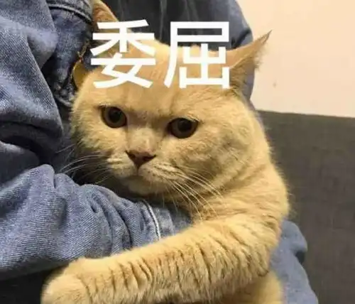  表情来一波橘猫表情包,但是为什么都是跟猪有关系的网友大橘为重...表情