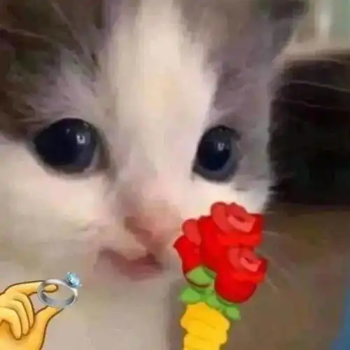  猫猫拿玫瑰花表情包