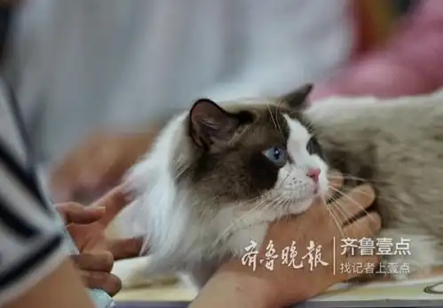  眼神杀这只猫咪表情有点高傲孤冷