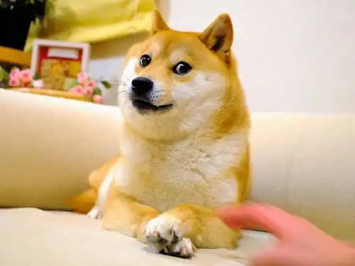  早报苹果解释被删照片复现bug发生原因表情包doge原型柴犬离世马斯克服软旗下ai需追赶chatgpt
