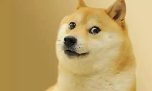  这两种狗狗你真的分得清么柴犬与秋田犬