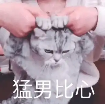  酷似甲壳虫的芭蕾猫,猛男的快乐车开起来你就是精致的小公主