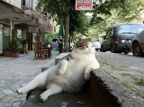  伊斯坦布尔没有猫,它就失去了一部分灵魂
