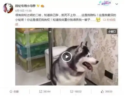  一只靠胖火遍了网络的哈士奇
