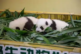 熊猫狗图片表情包大熊猫