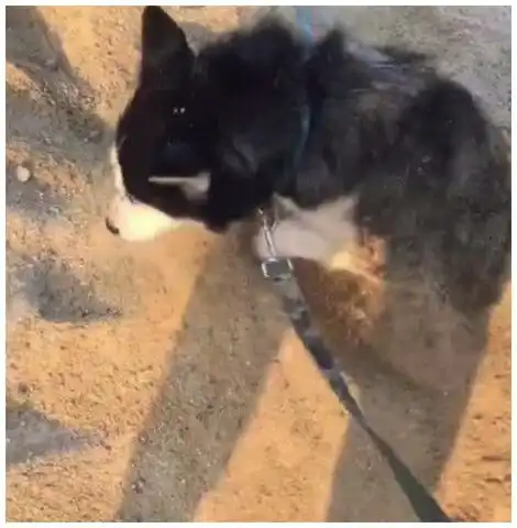 狗埋沙子进嘴里表情包