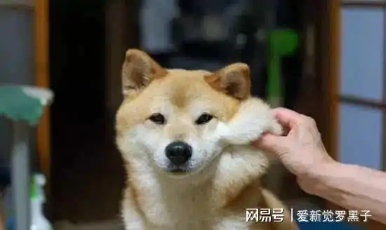  狗狗有这些表现,说明它恨上你了