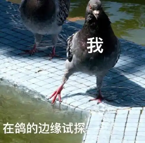 鸽子你醒啦表情包