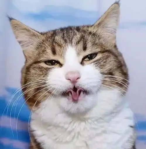 猫咪吓出双下巴表情包买