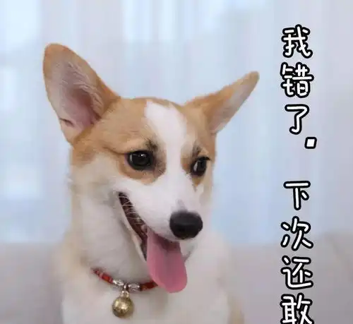  狗狗一脸内疚的时候,它真的知错了么