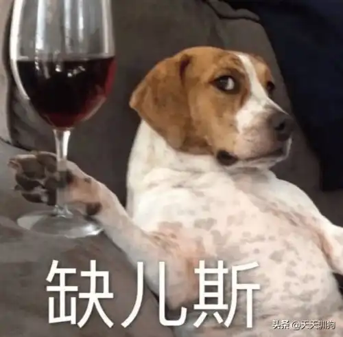  狗狗也能喝啤酒吗在线等