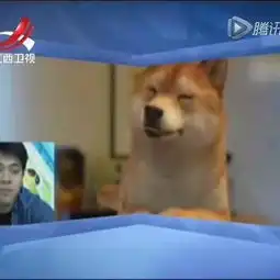  逗比狗狗模仿主人表情包萌宠逗比视频爱生活的娜姐的美拍