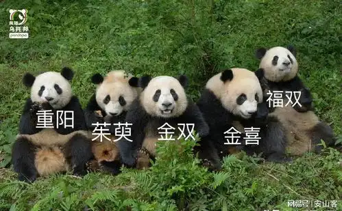  有相聚就有离别,金喜茱萸两只大熊猫已经抵达西班牙