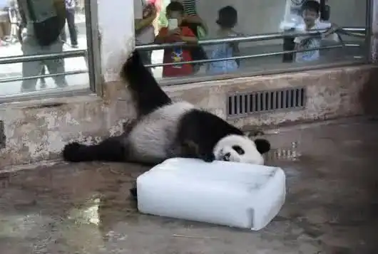  大熊猫待遇不好宁多开空调也不愿多给几块冰,还是另有说法