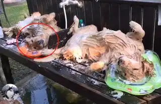  网友给金毛洗澡,却因瘫死的表情走红,像过年宰完的猪