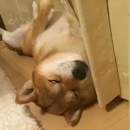  本来是只无比暖萌的微笑天使柴,可为什么一躺下就秒变又肥又颓的中年大叔啊喂