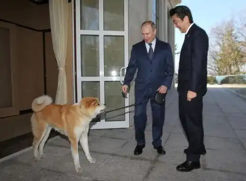  日本土狗柴犬,为什么能成为我们表情包里不可或缺的存在