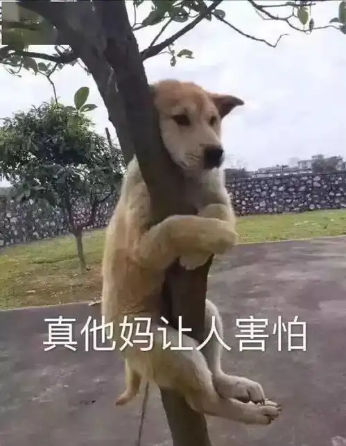  合集汪星人表情包