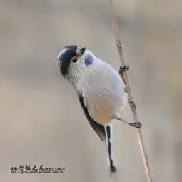  银喉长尾山雀银喉两只